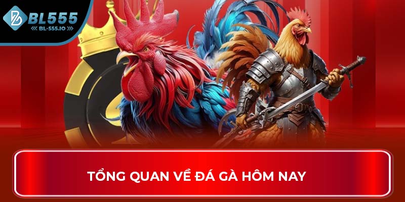 Tổng quan về đá gà hôm nay