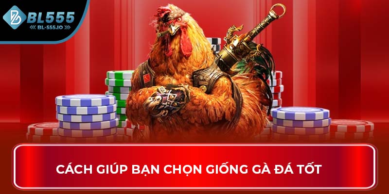 Cách giúp bạn chọn giống gà đá tốt