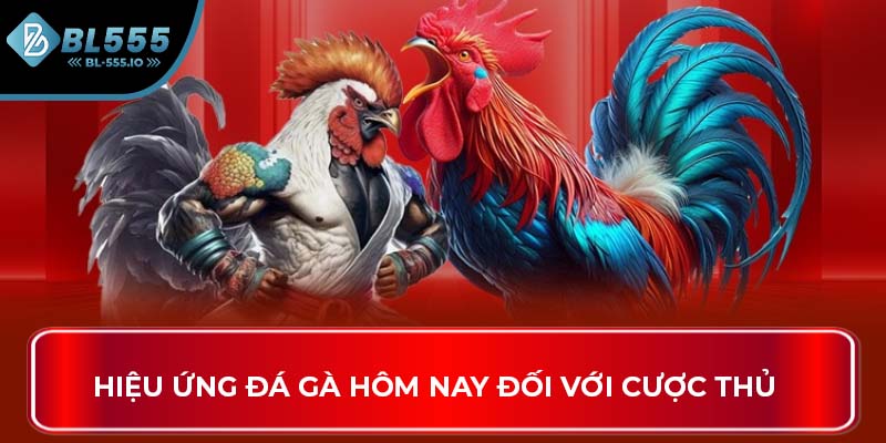 Hiệu ứng đá gà hôm nay đối với cược thủ