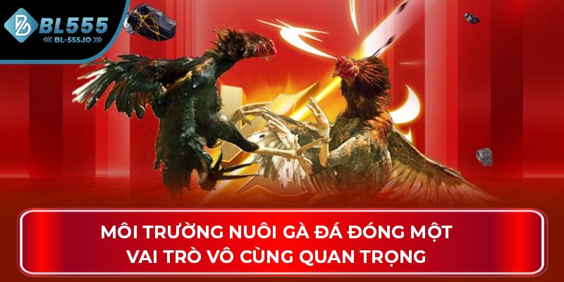 Môi trường nuôi gà đá đóng một vai trò vô cùng quan trọng