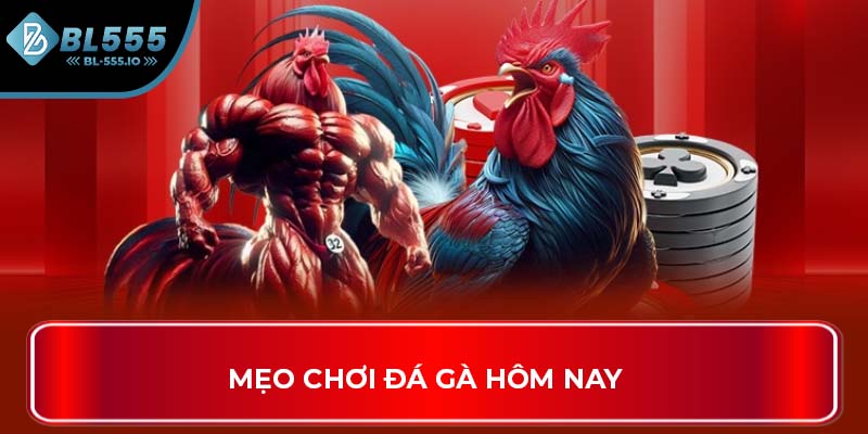 Mẹo chơi đá gà hôm nay