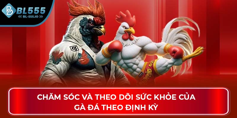 Chăm sóc và theo dõi sức khỏe của gà đá theo định kỳ